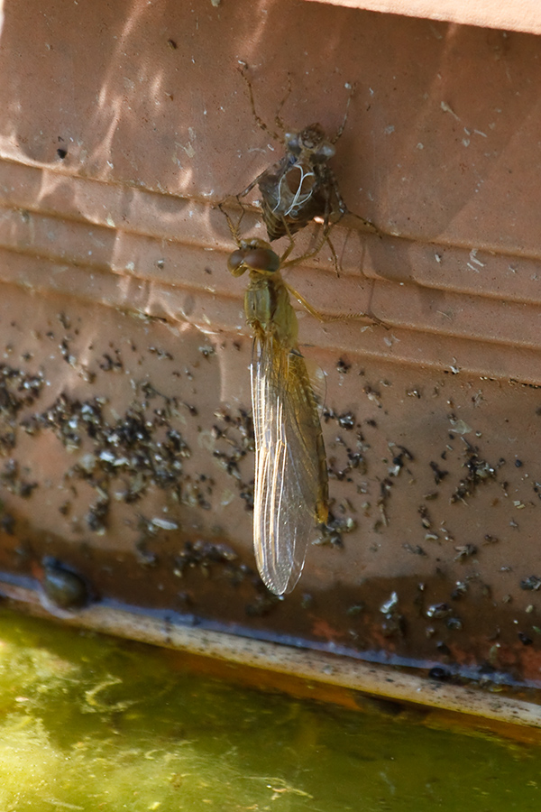 Crocothemis erytraea neosfarfallato conferma